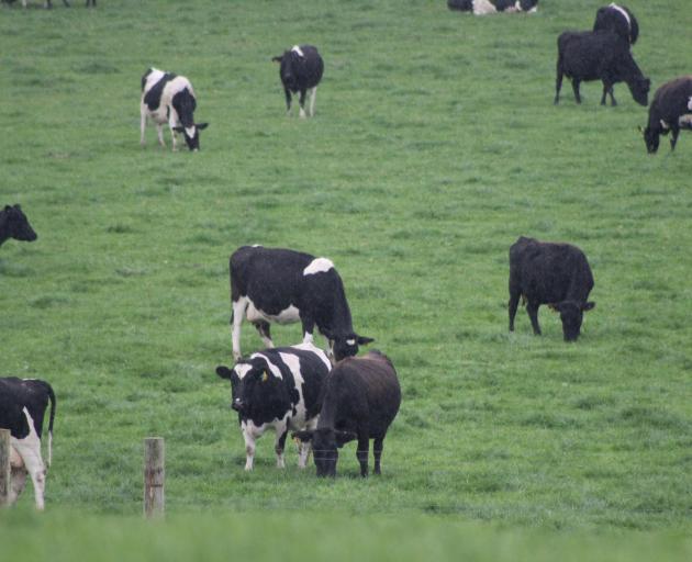 Concerns are being raised about the biosecurity procedures of Transpower, with movements on farm with Mycoplasma bovis. Photo: SRL files