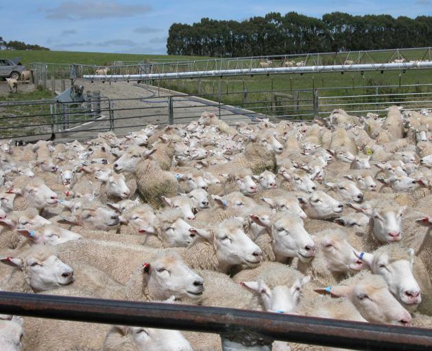 There is an urgency to identify remedies for the wool industry's problems. Photo: Yvonne O'Hara