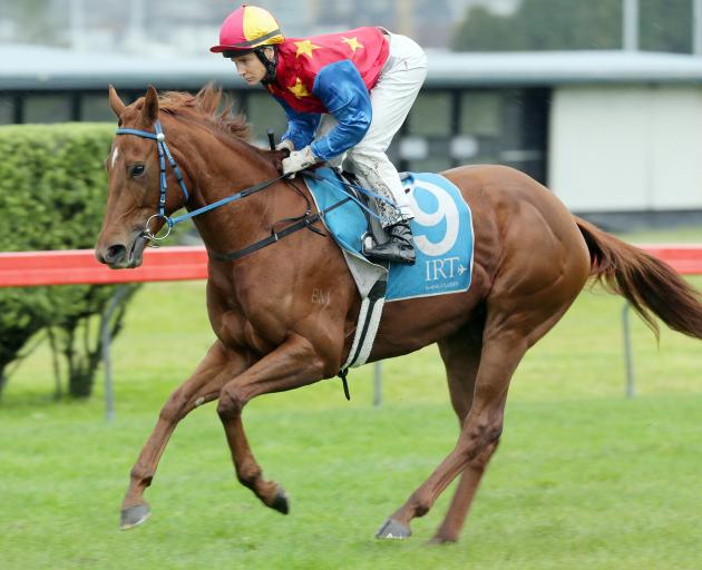 Cambridge-trained  filly Te Toro Pearl will be aiming for her fourth consecutive win when she...