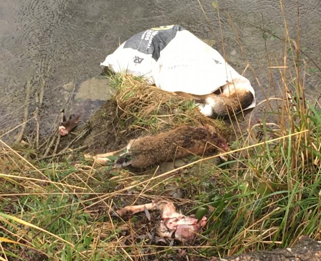 The bag of carcasses found by the Clutha River. Photo: Alexia Johnston 