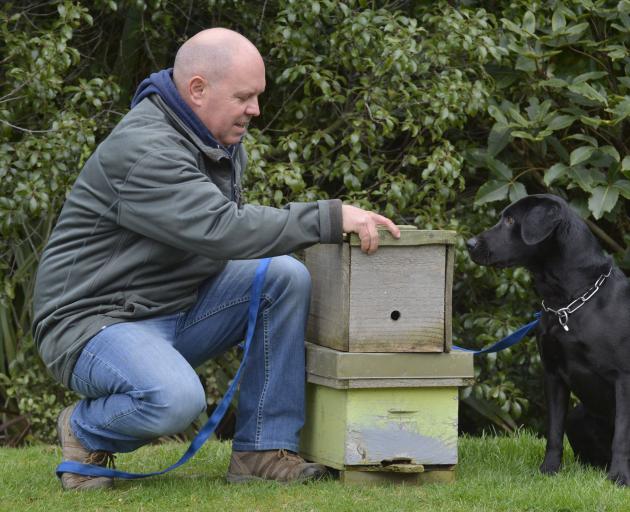 Rene Gloor with a new recruit, Cole, who is being trained to sniff out American foulbrood in bees. Photo: Gerard O'Brien