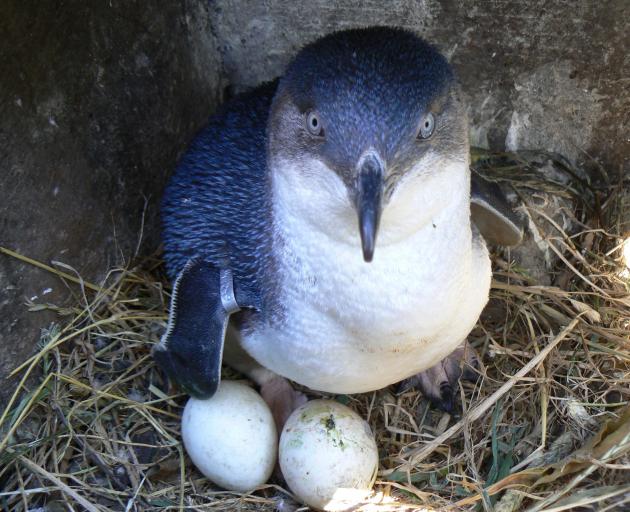 A nesting little blue penguin with flipper band in 2016. PHOTO: SUPPLIED
