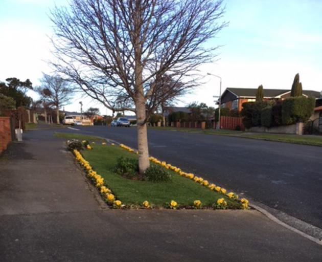 Some pretty neighbourhood gentrification on Larnach Rd, Waverley. Wouldn't it be nice if a few more residents across Otago brightened up their verges like this? A big green thumbs-up for this effort! Photo: Stephen Jaqueiry