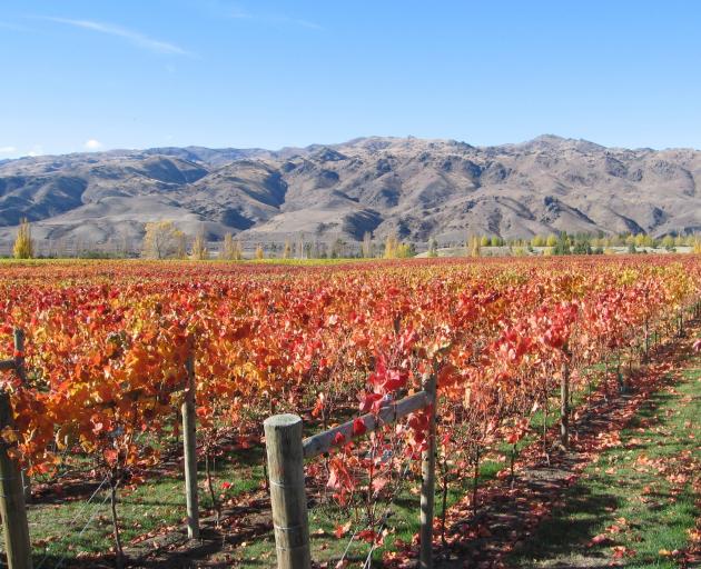 Central Otago district's horticultural land is being mapped as part of a Horticulture New Zealand project. Photo: Yvonne O'Hara