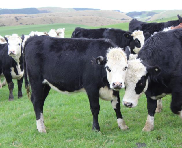Beef cattle numbers are up in the lower south. Photo: Allied Press Files