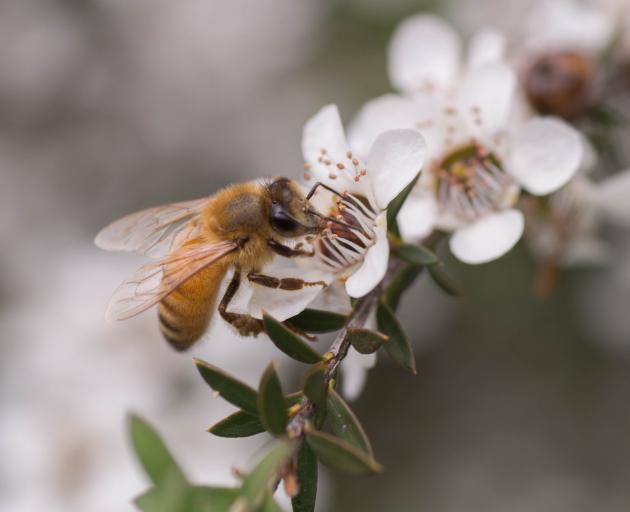 Manuka honey grower and manufacturer Comvita hopes the next honey harvest betters the past two. Photo: Getty Images