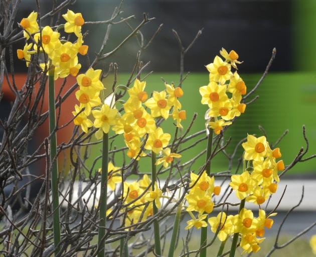 August has barely begun and a clump of jonquils are appearing on Andersons Bay Rd. Photo: Gerard...