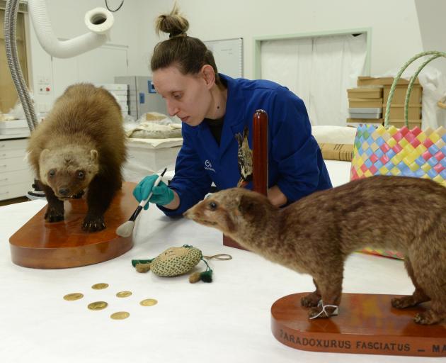 Otago Museum conservator Lisa Yeats removes dust from a wolverine which will be one of more than...