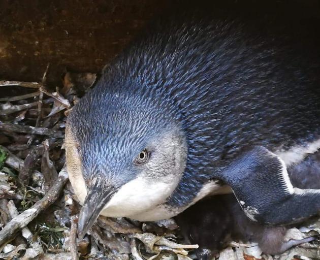 A 10-year-old female sits on the first chicks of the season at the Oamaru Blue Penguin Colony. Photo: Supplied