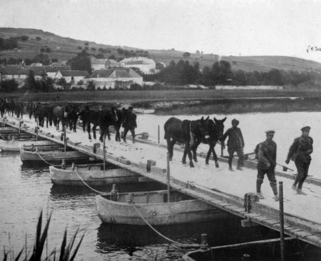 British transport mules and horses are led across a pontoon bridge on the Marne, France. - Otago Witness, 14.8.1918. 