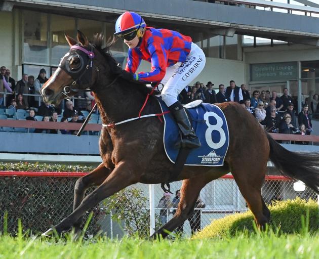 Foxton galloper Red Sierra has thrived since arriving at Riccarton for her tilt at tomorrow's $100,000 Winter Cup. Photo: Peter Rubery