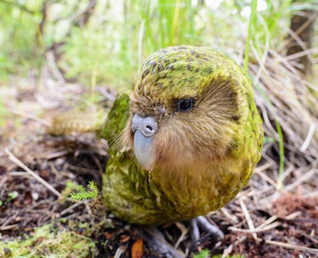 Official spokesbird for conservation and social media influencer, Sirocco. Photos: Jake Osborne 