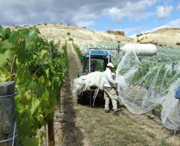 There is a shortage of skilled tractor drivers and irrigation technicians in the Central Otago horticulture and viticulture industries. Photo: SRL Archives