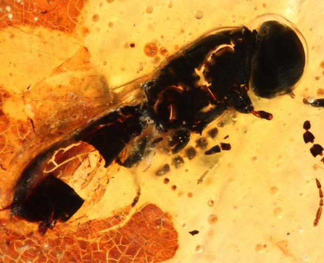 A parasitic wasp millions of years old lies entombed in kauri amber. It was one of many specimens found at Harliwich’s coal mine at Coal Creek, near Roxburgh. Photo: University of Otago