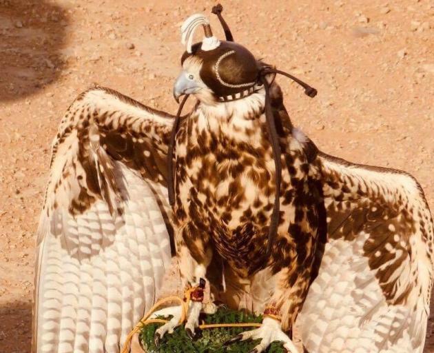 The majority of the falcons used each year in the Arabian peninsula are imported from overseas. Photo: Deborah Heron