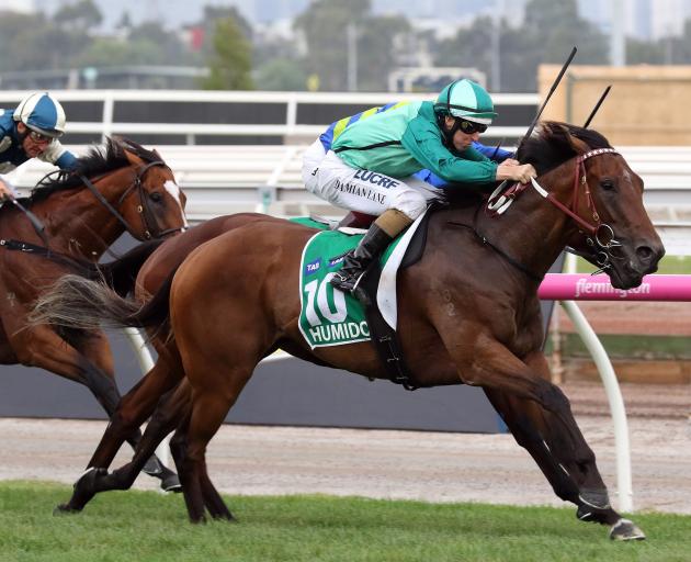 New Zealand-bred and owned galloper Humidor, shown winning last year's Australian Cup, was...