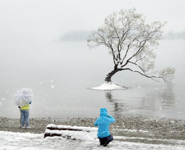 Heavy snow only encouraged keen photographers of the tree growing in Lake Wanaka yesterday. PHOTO...