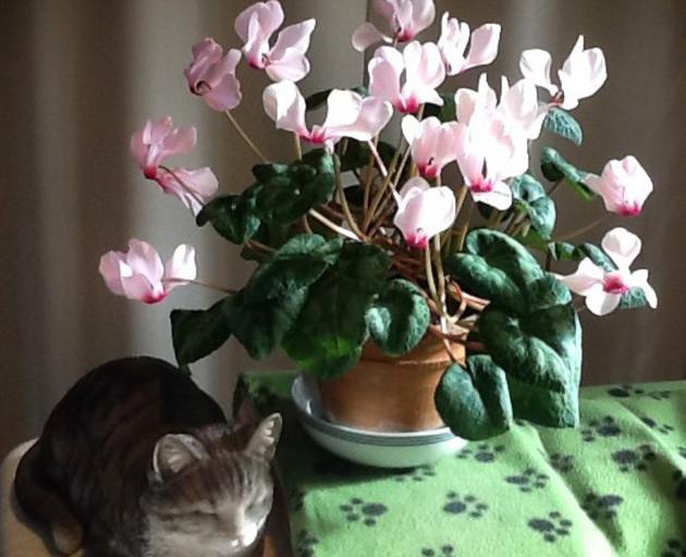 Doreen Tyree's cyclamen is not just any old cyclamen. "My husband gave me this pot plant when my son was 13 months old. He is now 64. Is this a record?'' That is pretty impressive, Doreen! (Pssst, Doreen says the cat isn't real.) Photo: Doreen Tyree