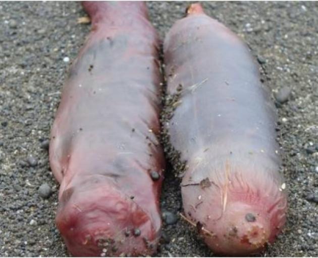 Slimy creatures from the shallows, spoon worms were found washed up on Marine Parade and...