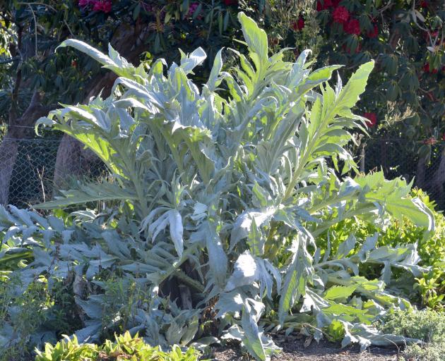 Cynara cardunculus. Photo: Gerard O'Brien