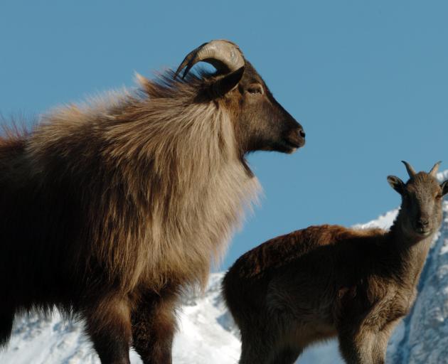 A young bull tahr and kid on Mesopotamia Station near the upper Rangitata River in Canterbury,...