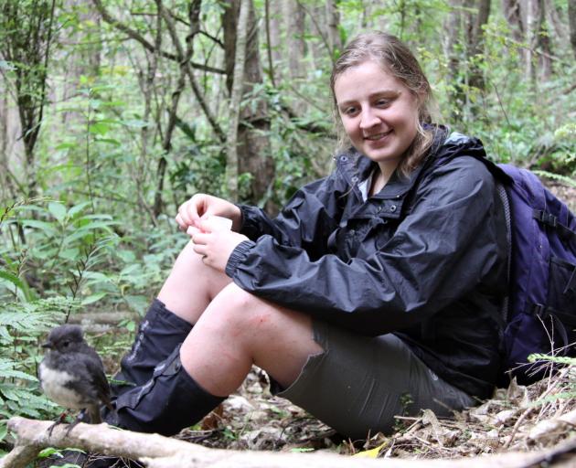 Dr Romana Salis with a banded male South Island robin at Orokonui during an earlier stage of the...