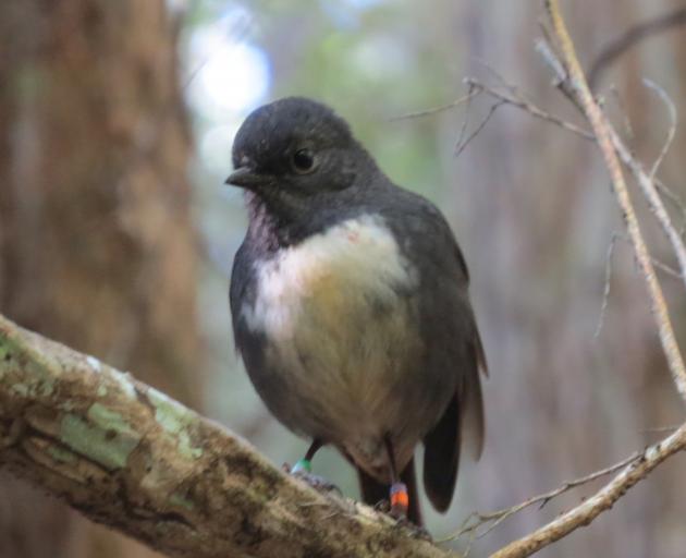 A banded robin looks for any sign of a forthcoming mealworm. Photo: Alyth Grant