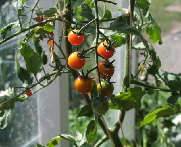 Tomatoes can now be planted in unheated greenhouses. Photo: Gillian Vine