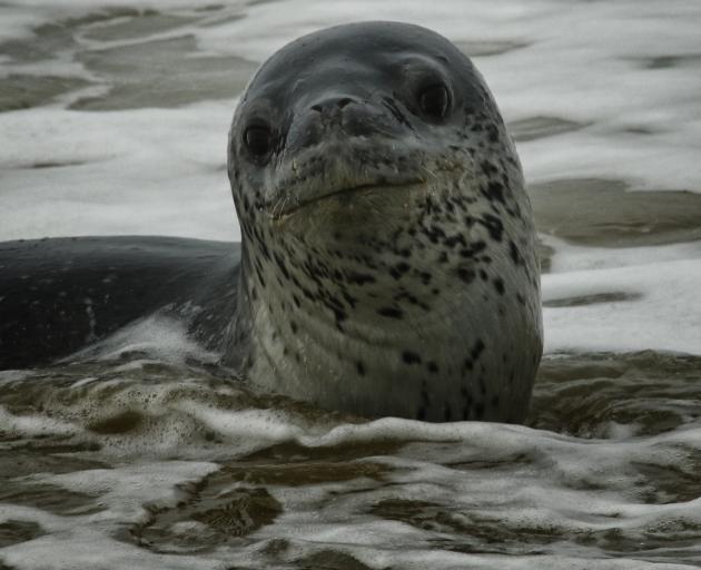 Young Leopard seal at Kakanui on Thursday