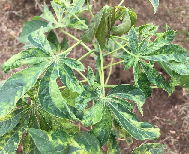 These cassava plants show signs of mosaic virus infection, which can cause crop failure on East...