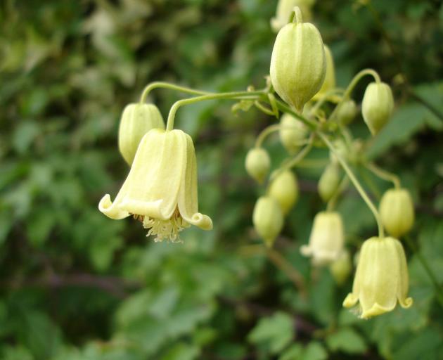Clematis rehderiana, or nodding virgin's bower, blooms later in the season with a scent similar...
