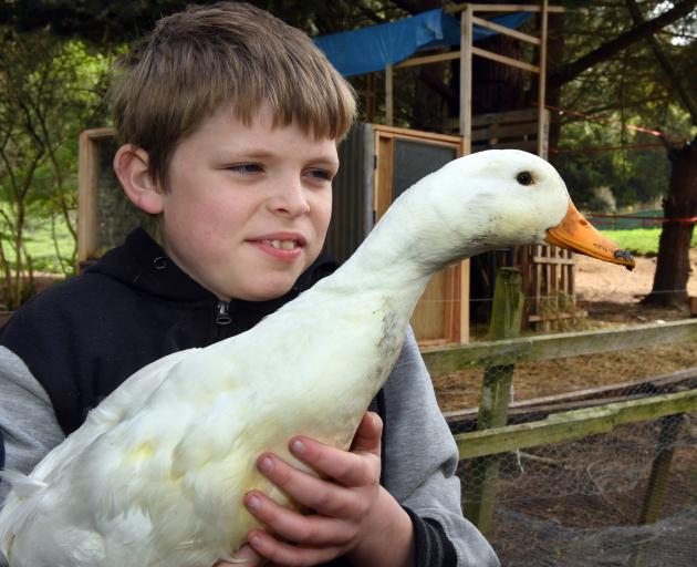 Normanby boy Seth Souquet (11) holds a  duck whose partner was shot this week. The shooter...