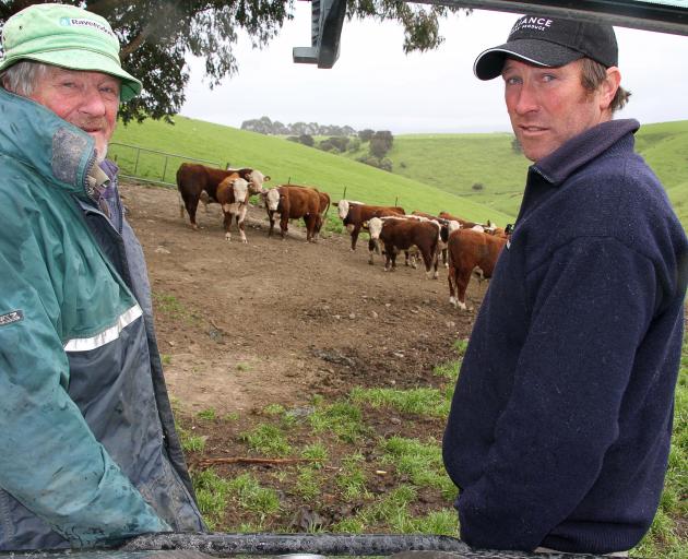 Continuing the inter-generational lineage of their family farm are Ken (left) and Bryce Rishworth, with some of their yearling Hereford bulls. Photo: John Cosgrove
