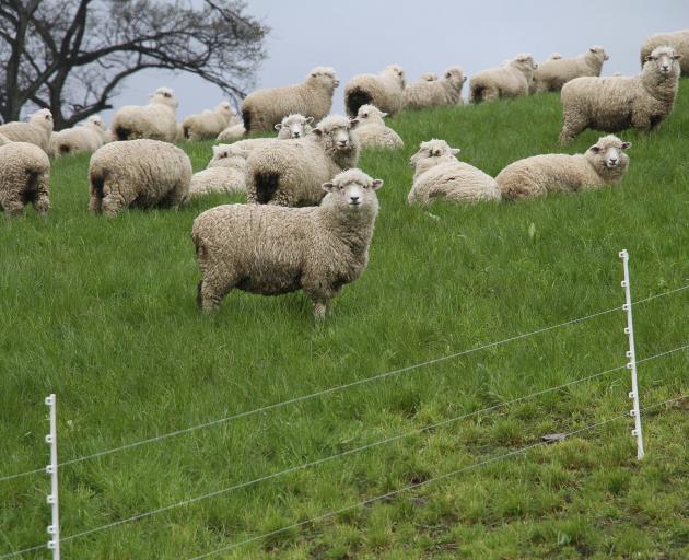 Ken Rishworth says the biggest change was the use of three small strands of electric fence to keep thousands of sheep in line. As a young farmer he had to walk everywhere to round them up. Photo: John Cosgrove