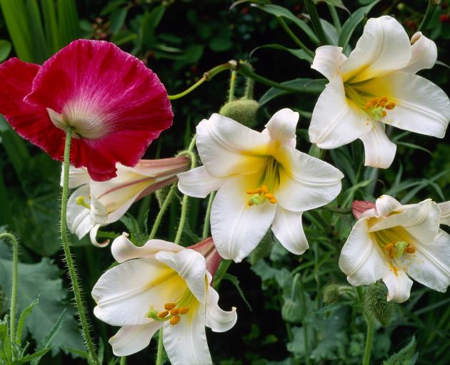Lilium regale (right) and papaver rhoeas. Photo: Getty Images