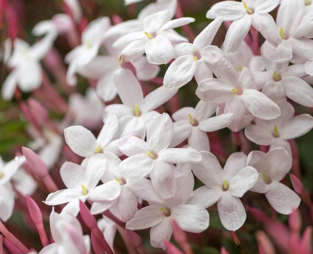 Pink or white jasmine (Jasminum polyanthum) smothers itself with flowers at the start of spring....