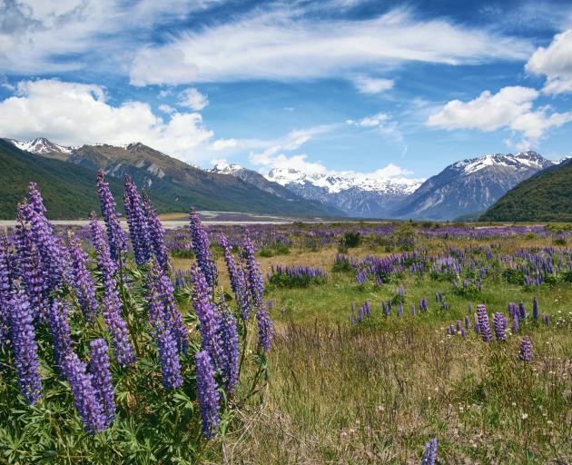 Lupins in the Waimakariri River Valley. Photo: Getty Images