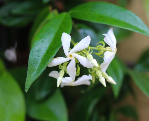 Star jasmine (Trachelospermum jasminoides) releases its fragrance throughout the summer. Photo:...