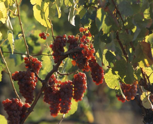 Gewurztraminer grapes on vine. Photo: Getty Image Gewurztraminer grapes on vine. Photo: Getty Images