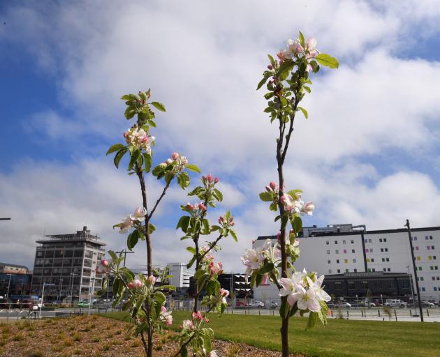 Ngai Tahu, as statutory partners in the aftermath of the earthquakes, have played a significant...
