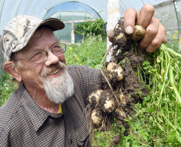 Jim O'Gorman, of Kakanui, holds some of his Jersey Benne potatoes that will be served to Prince Harry and the Duchess of Sussex during the royal couple's upcoming New Zealand tour. Photo: Stephen Jaquiery