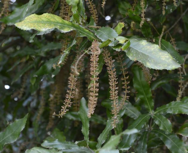 Macadamia ternifolia. Photo: Gerard O'Brien 