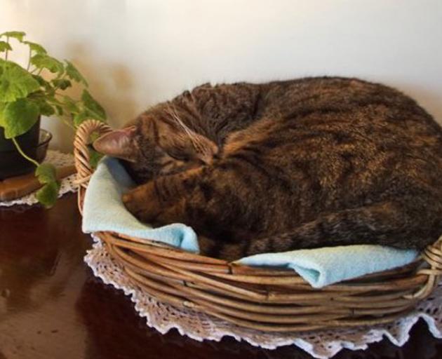 Mildred likes to sleep in the fruit bowl at her neighbours' house in Lower Portobello. Photo: John De Waal