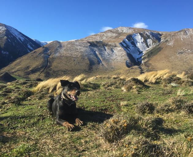 Bell takes a breather during a work day at Coleridge Downs. Photo: Lachie Mee Bell takes a breather during a work day at Coleridge Downs. Photo: Lachie Mee