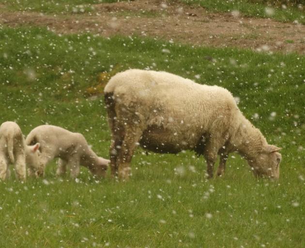 A ewe and two lambs keep their backs to driving snow by Malaghans Rd, near Coronet Peak, this afternoon. Photo: Guy Williams A ewe and two lambs keep their backs to driving snow by Malaghans Rd, near Coronet Peak, this afternoon. Photo: Guy Williams