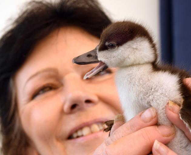 Sue Cook, of Bird Rescue Dunedin, holds the paradise duckling thrown from a vehicle on Sunday....