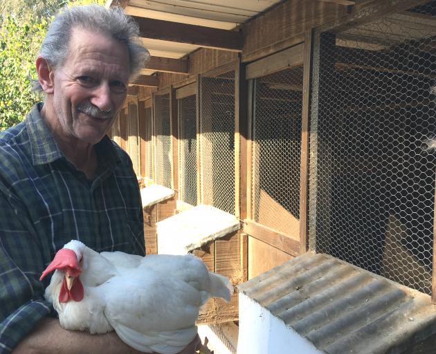 Ashburton Fanciers Society secretary Brian Glassey with a female white Leghorn pullet, one of the many types of poultry going under the hammer at the society's annual Spring Poultry Auction in Ashburton next month. Photo: Toni Williams