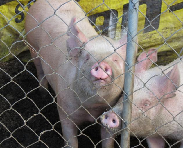 Pigs will replace cattle at this year’s Wyndham A&P Show on December 1. Photo: Yvonne O'Hara