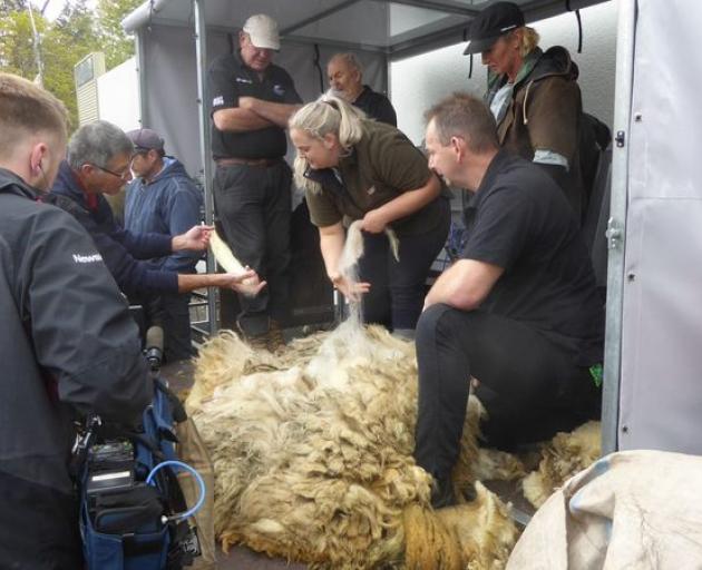 A section of Suzy's wool is being chosen to measure. Photo: Supplied via RNZ