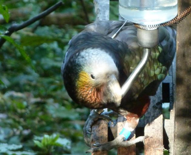 A newly banded juvenile female kaka takes a drink at a feeding station. Photo: Alyth Grant 